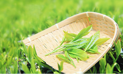 鄭州美博會(huì)圓滿落幕，我公司的艾制品及艾灸工具深受大家喜愛！